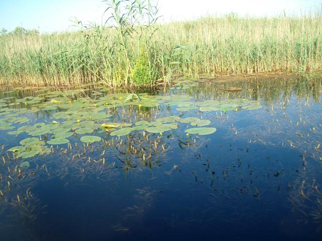 Doar ... NATURA  - 2 - sany0786.JPG